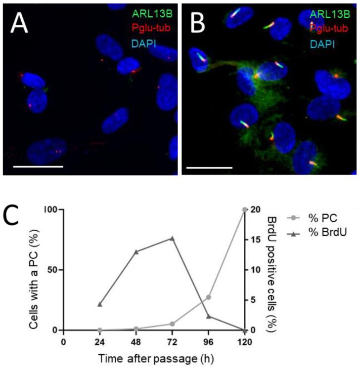 https://cdn.ncbi.nlm.nih.gov/pmc/blobs/f9d5/10093653/1cfa6df12f56/cells-12-01059-g011.jpg
