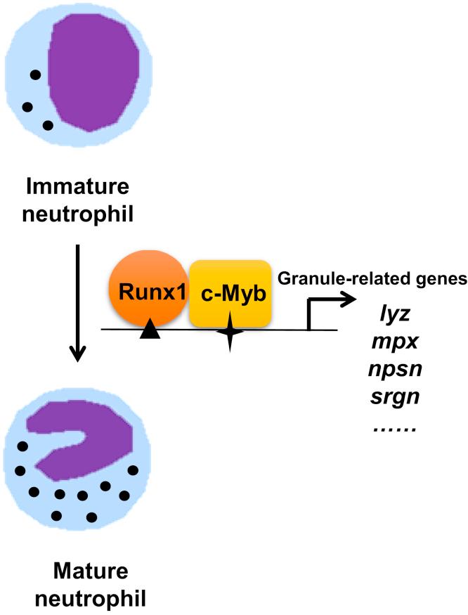 https://cdn.ncbi.nlm.nih.gov/pmc/blobs/f9d7/7948814/fc21460c864d/gr5.jpg