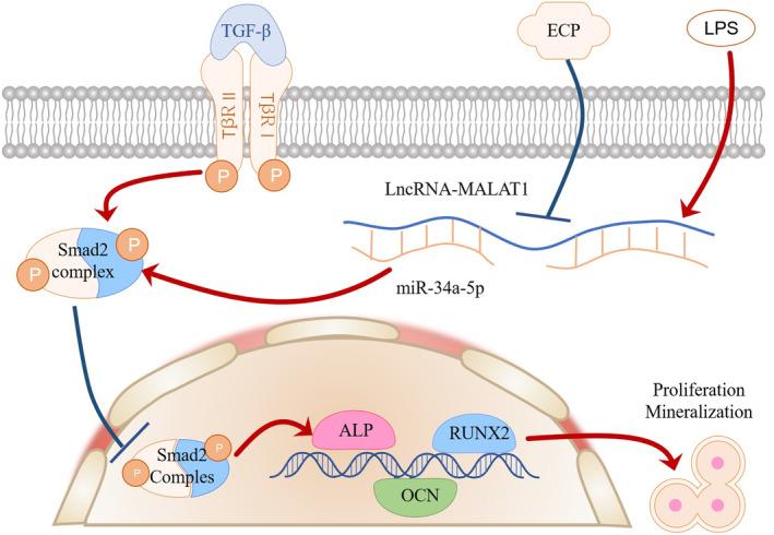https://cdn.ncbi.nlm.nih.gov/pmc/blobs/f9dc/11234645/7b9ff1b6170f/JCMM-28-e18527-g008.jpg