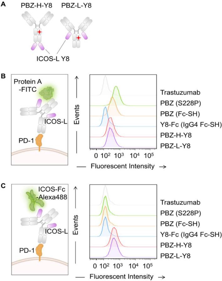 https://cdn.ncbi.nlm.nih.gov/pmc/blobs/f9e1/12255069/17dbf765ddb1/13036_2025_536_Fig5_HTML.jpg