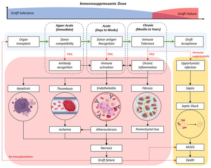 https://cdn.ncbi.nlm.nih.gov/pmc/blobs/f9e3/12292620/0557a3d9b5f0/biomedicines-13-01757-g001.jpg