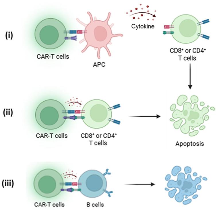 https://cdn.ncbi.nlm.nih.gov/pmc/blobs/f9e3/12292620/c5cb0f66ebf8/biomedicines-13-01757-g003.jpg