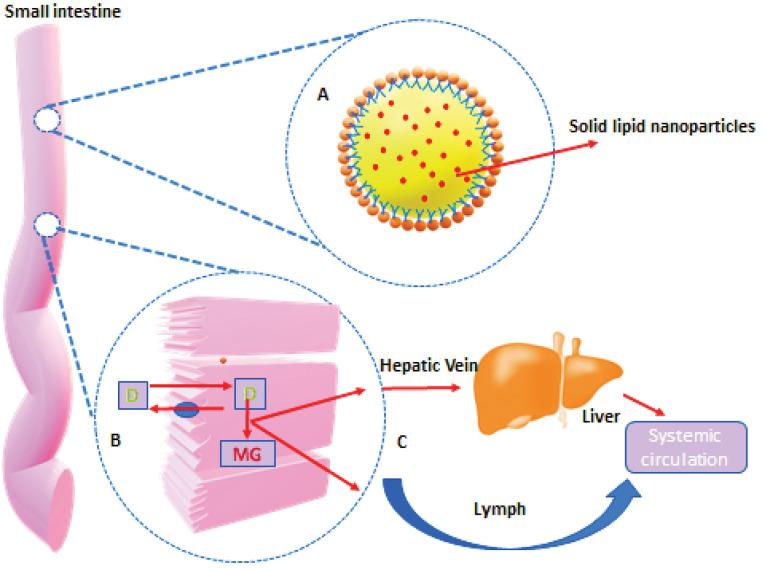 https://cdn.ncbi.nlm.nih.gov/pmc/blobs/f9e3/9012924/42bc97c3796f/apb-12-17-g002.jpg