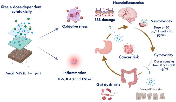 https://cdn.ncbi.nlm.nih.gov/pmc/blobs/f9e5/12197219/3790f670bd5e/toxics-13-00438-g003.jpg