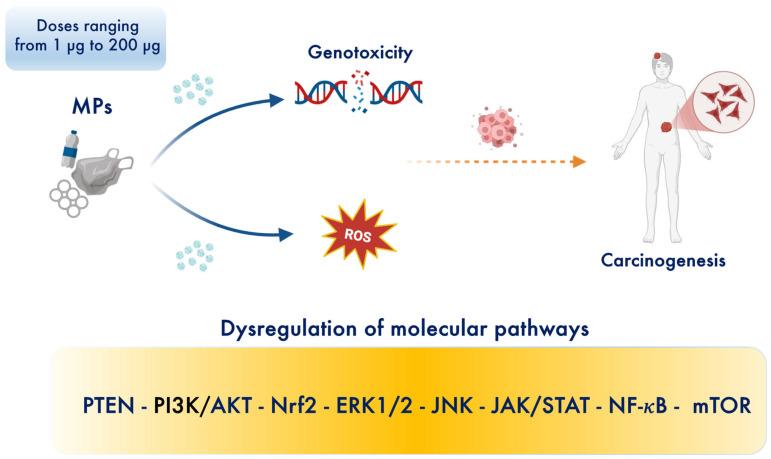 https://cdn.ncbi.nlm.nih.gov/pmc/blobs/f9e5/12197219/aa931658c926/toxics-13-00438-g002.jpg