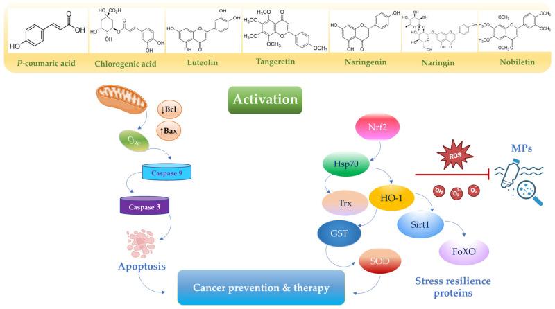 https://cdn.ncbi.nlm.nih.gov/pmc/blobs/f9e5/12197219/dd812a213395/toxics-13-00438-g004.jpg