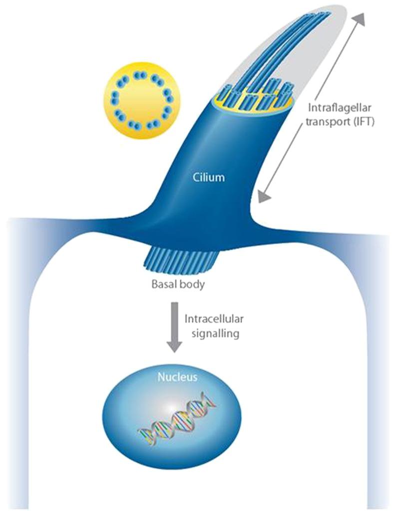 https://cdn.ncbi.nlm.nih.gov/pmc/blobs/f9e5/3419833/7cfec46cd776/431_2011_1553_Fig1_HTML.jpg