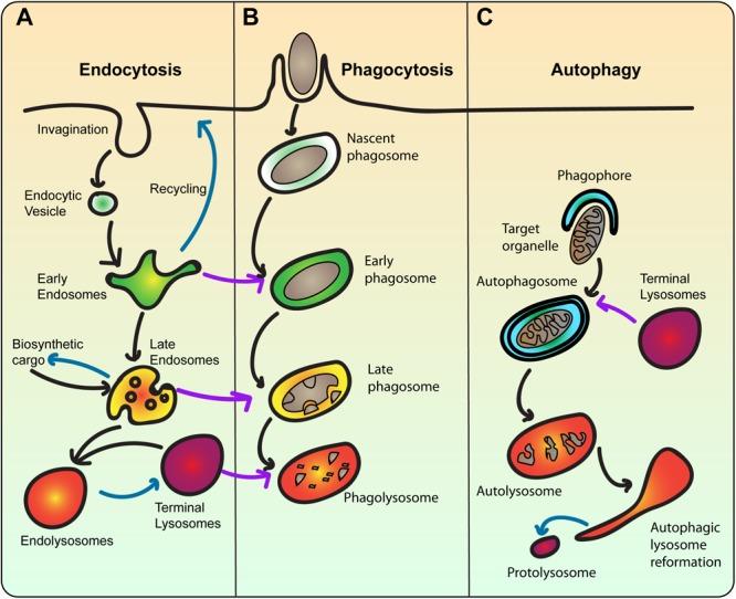 https://cdn.ncbi.nlm.nih.gov/pmc/blobs/f9e8/6595708/449f4e575c49/fcell-07-00113-g002.jpg