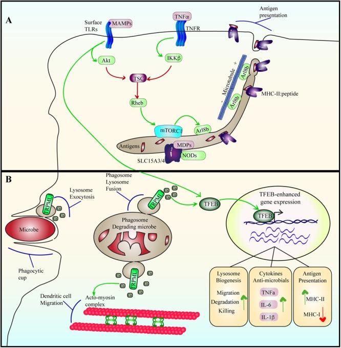 https://cdn.ncbi.nlm.nih.gov/pmc/blobs/f9e8/6595708/502c5617c9af/fcell-07-00113-g006.jpg