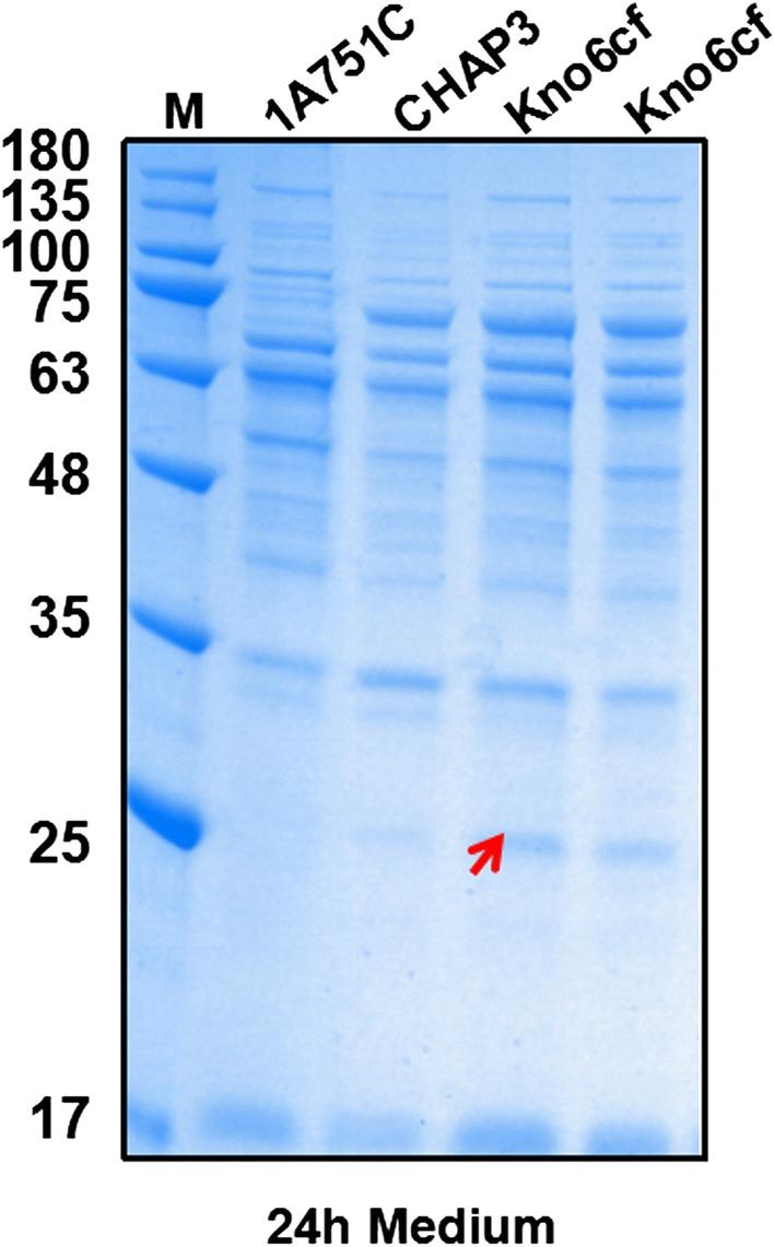 https://cdn.ncbi.nlm.nih.gov/pmc/blobs/f9e9/6348689/56d9256ad77d/12934_2019_1066_Fig5_HTML.jpg