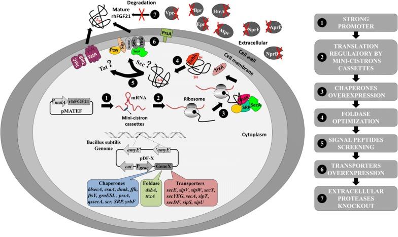 https://cdn.ncbi.nlm.nih.gov/pmc/blobs/f9e9/6348689/b985ca84a97e/12934_2019_1066_Fig1_HTML.jpg