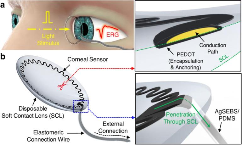 https://cdn.ncbi.nlm.nih.gov/pmc/blobs/f9ea/12011977/abac6fb5c049/10544_2025_740_Fig6_HTML.jpg