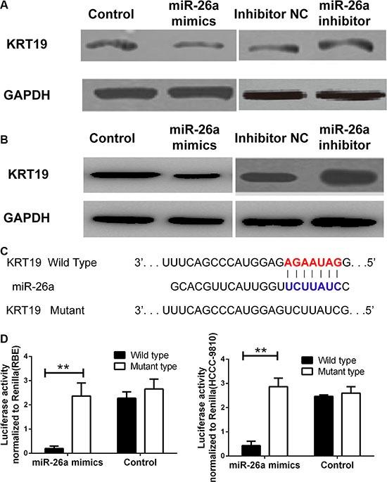 https://cdn.ncbi.nlm.nih.gov/pmc/blobs/f9ed/5348398/193885bab820/oncotarget-07-81367-g005.jpg