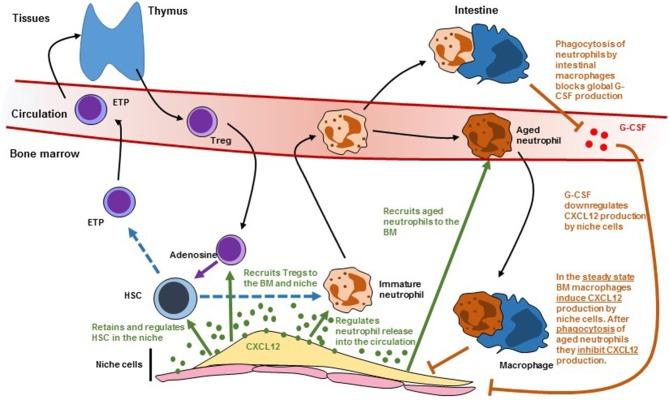 https://cdn.ncbi.nlm.nih.gov/pmc/blobs/f9ee/6412148/9cd1663080dd/fimmu-10-00387-g0002.jpg