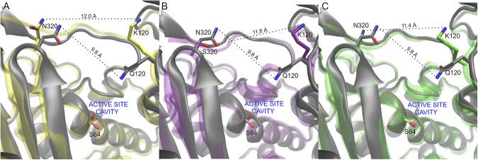 https://cdn.ncbi.nlm.nih.gov/pmc/blobs/f9f0/9600753/f7052e42d124/mbio.01663-22-f005.jpg