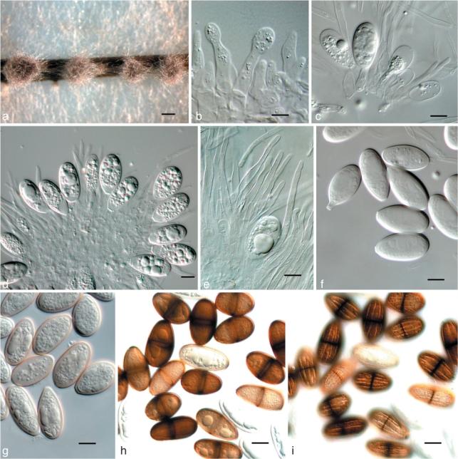 https://cdn.ncbi.nlm.nih.gov/pmc/blobs/f9f2/3028508/e400554652c9/per-25-1-g003.jpg