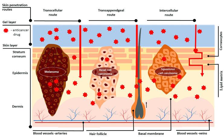 https://cdn.ncbi.nlm.nih.gov/pmc/blobs/f9f3/10216957/68ae392233cb/gels-09-00352-g002.jpg