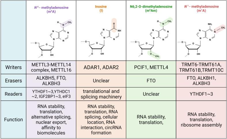 https://cdn.ncbi.nlm.nih.gov/pmc/blobs/f9f3/8353156/dc5e259a82ac/fcell-09-677587-g001.jpg