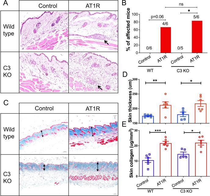 https://cdn.ncbi.nlm.nih.gov/pmc/blobs/f9f7/11683138/b81b52953230/fimmu-15-1491324-g003.jpg