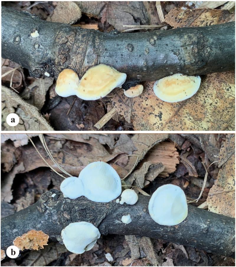 https://cdn.ncbi.nlm.nih.gov/pmc/blobs/f9f8/12422057/2a91898e6145/TMYC_A_2448145_F0025_OC.jpg