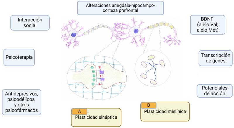 https://cdn.ncbi.nlm.nih.gov/pmc/blobs/f9fd/12326437/858a7a0c6369/1576-6578-80-6-33478-g1.jpg
