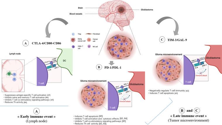 https://cdn.ncbi.nlm.nih.gov/pmc/blobs/f9fe/8301219/467c3e261d01/fimmu-12-679425-g003.jpg