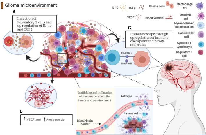 https://cdn.ncbi.nlm.nih.gov/pmc/blobs/f9fe/8301219/8e6c15186a54/fimmu-12-679425-g001.jpg