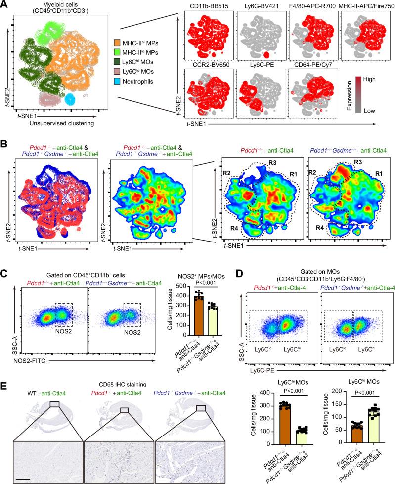 https://cdn.ncbi.nlm.nih.gov/pmc/blobs/fa00/11300882/c02a44628fb7/41467_2024_50996_Fig6_HTML.jpg