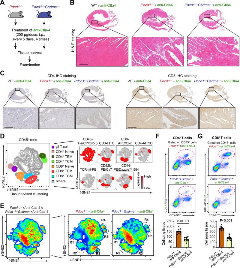 https://cdn.ncbi.nlm.nih.gov/pmc/blobs/fa00/11300882/ce87a16b50ef/41467_2024_50996_Fig5_HTML.jpg