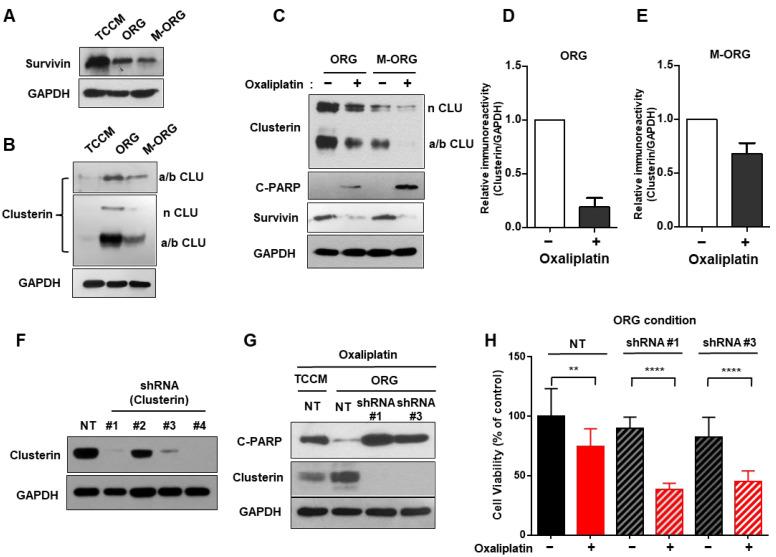 https://cdn.ncbi.nlm.nih.gov/pmc/blobs/fa01/10705195/447a9c22c395/cancers-15-05531-g006.jpg