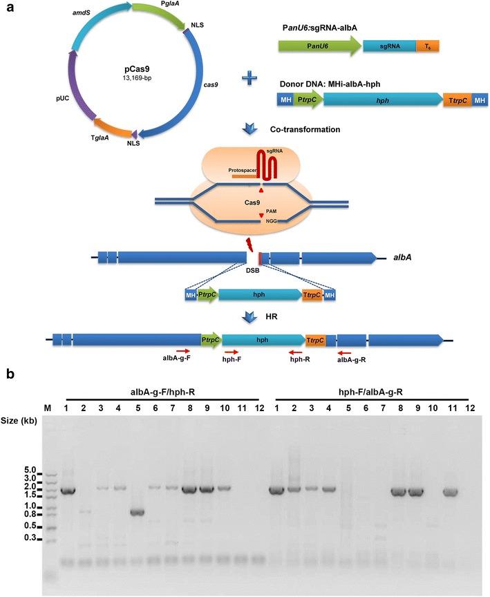 https://cdn.ncbi.nlm.nih.gov/pmc/blobs/fa03/5806293/e622459c7248/40694_2018_47_Fig3_HTML.jpg