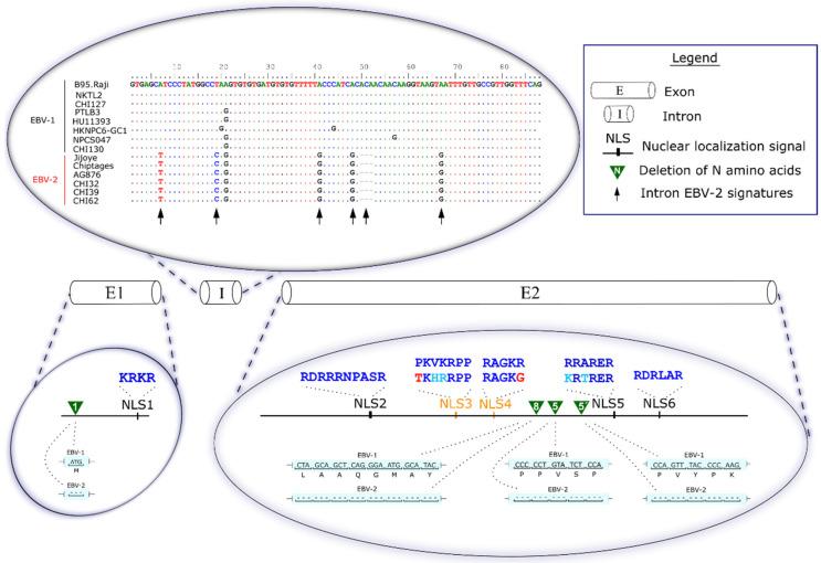 https://cdn.ncbi.nlm.nih.gov/pmc/blobs/fa0c/8197229/6abbaf92a00f/cancers-13-02569-g002.jpg