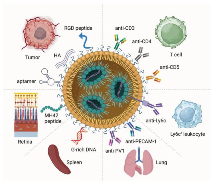 https://cdn.ncbi.nlm.nih.gov/pmc/blobs/fa12/11432440/51410f5c6fc1/ijms-25-10166-g003.jpg