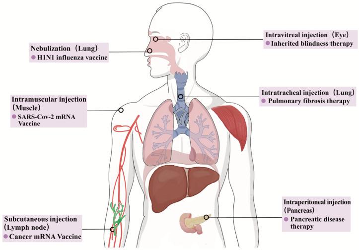 https://cdn.ncbi.nlm.nih.gov/pmc/blobs/fa12/11432440/9f71254d26d7/ijms-25-10166-g007.jpg