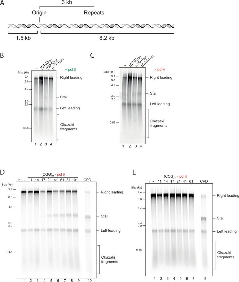 https://cdn.ncbi.nlm.nih.gov/pmc/blobs/fa12/9296464/10730fb88887/41467_2022_31657_Fig1_HTML.jpg