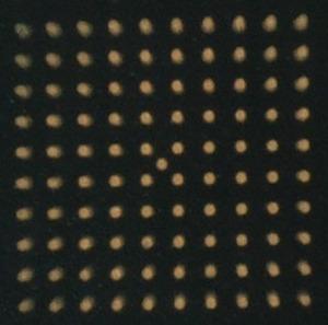 https://cdn.ncbi.nlm.nih.gov/pmc/blobs/fa15/5656887/504b9b02e6a7/LSM-49-796-g001.jpg