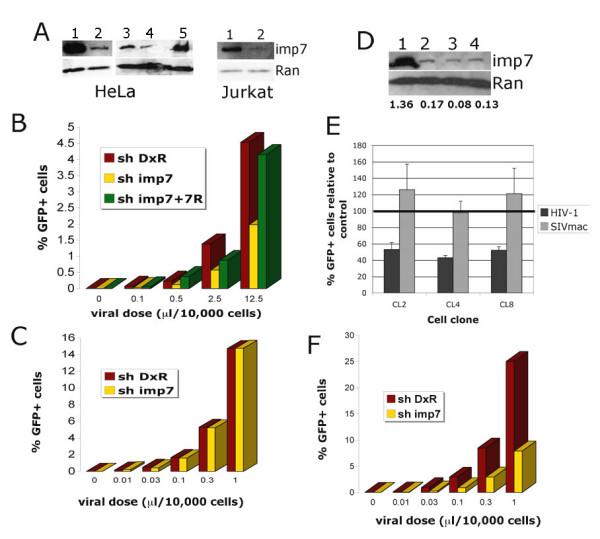 https://cdn.ncbi.nlm.nih.gov/pmc/blobs/fa16/2660290/401320a628e6/1742-4690-6-11-1.jpg