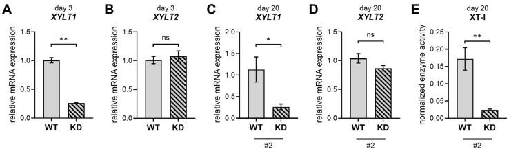 https://cdn.ncbi.nlm.nih.gov/pmc/blobs/fa17/12347940/0eb68370edea/ijms-26-07363-g0A6.jpg