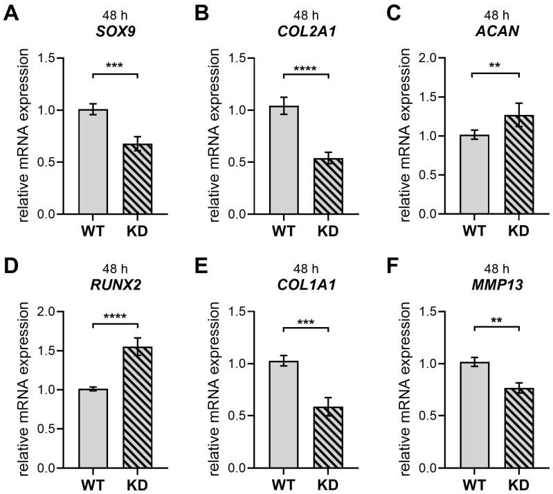 https://cdn.ncbi.nlm.nih.gov/pmc/blobs/fa17/12347940/3791f7f65ef4/ijms-26-07363-g003.jpg