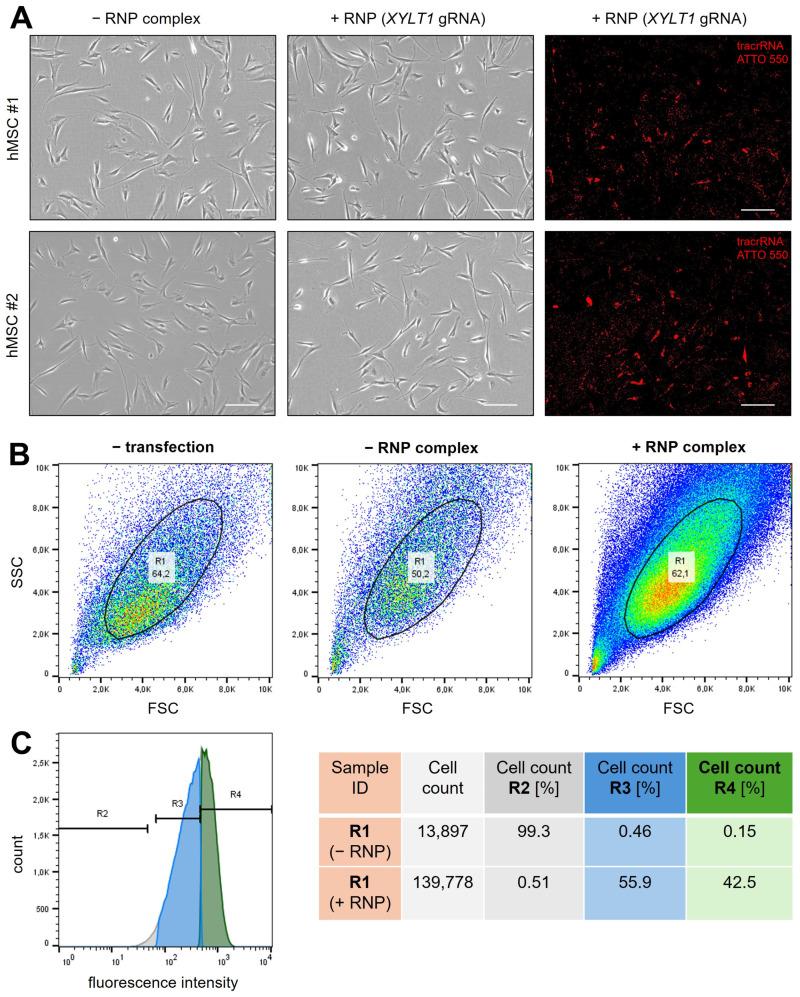 https://cdn.ncbi.nlm.nih.gov/pmc/blobs/fa17/12347940/3fea88586e8a/ijms-26-07363-g0A1.jpg