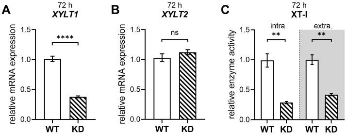 https://cdn.ncbi.nlm.nih.gov/pmc/blobs/fa17/12347940/6d334a3b7f18/ijms-26-07363-g001.jpg
