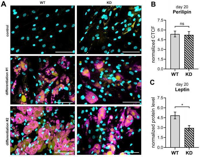 https://cdn.ncbi.nlm.nih.gov/pmc/blobs/fa17/12347940/9ed06e374a61/ijms-26-07363-g008.jpg