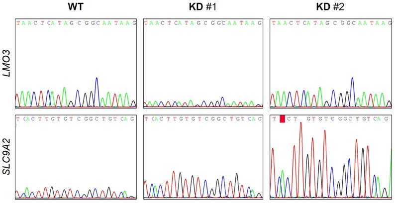 https://cdn.ncbi.nlm.nih.gov/pmc/blobs/fa17/12347940/d645f0b2889e/ijms-26-07363-g0A3.jpg