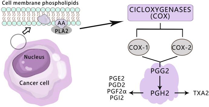 https://cdn.ncbi.nlm.nih.gov/pmc/blobs/fa1b/11100328/f94a82b76695/fonc-14-1381894-g002.jpg