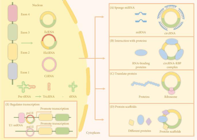 https://cdn.ncbi.nlm.nih.gov/pmc/blobs/fa1d/12081154/00cd40968b44/SCI2025-8338337.002.jpg