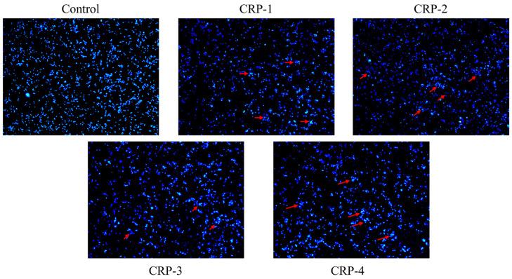 https://cdn.ncbi.nlm.nih.gov/pmc/blobs/fa2b/11355090/5fb721b1897c/marinedrugs-22-00356-g011.jpg