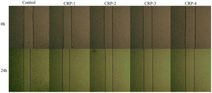 https://cdn.ncbi.nlm.nih.gov/pmc/blobs/fa2b/11355090/8cdfa50ba224/marinedrugs-22-00356-g009.jpg