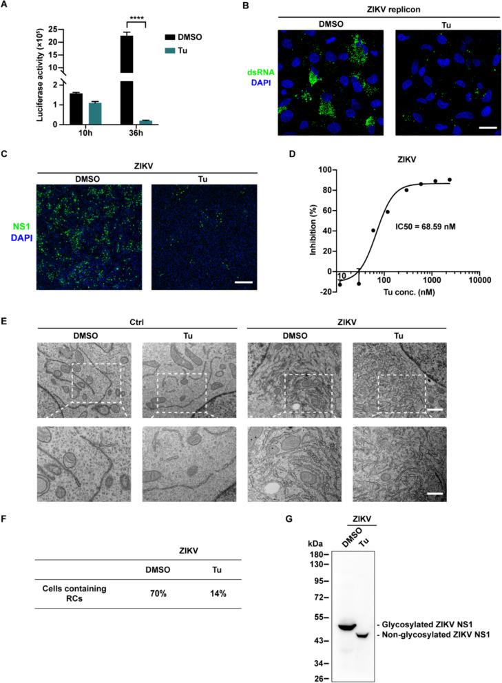 https://cdn.ncbi.nlm.nih.gov/pmc/blobs/fa2e/11157723/5be59f45d8df/12929_2024_1048_Fig6_HTML.jpg