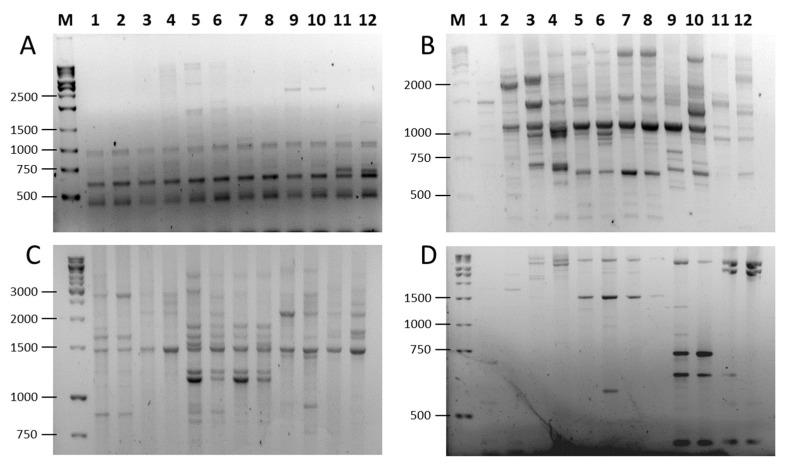 https://cdn.ncbi.nlm.nih.gov/pmc/blobs/fa34/12071656/2615f109a8fb/ijms-26-03972-g003.jpg