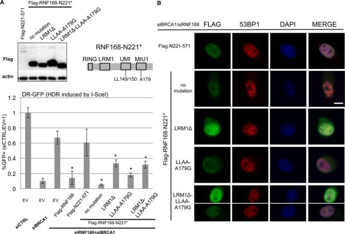 https://cdn.ncbi.nlm.nih.gov/pmc/blobs/fa35/4081061/417ef3e1eadd/gku421fig6.jpg